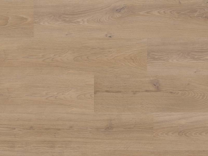 sahara_oak